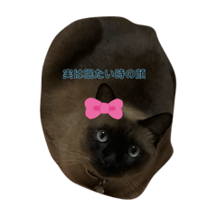 MOKA_20191114114237