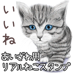 Aizawa Real pretty cats