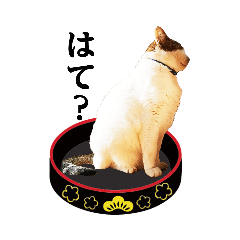popo_20191113151355