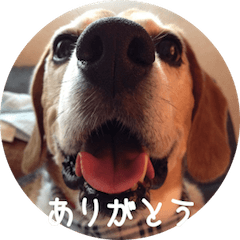 愛犬スヌープとミューくん2