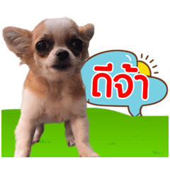 Lamyai Kub Jaoying