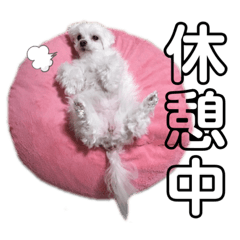 koko_20191114192042
