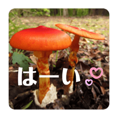 mushroom greeting 3