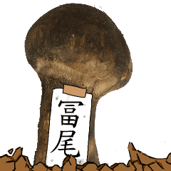 松茸研究家冨尾さんのマツタケ