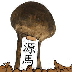 松茸研究家源馬さんのマツタケ