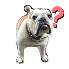 bulldog butaman