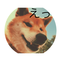 mimi_dog