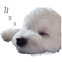koa_20191115095615
