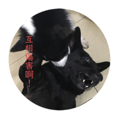 我家狗兒大集合2