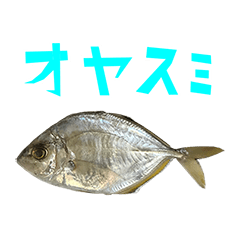 sakana A fish 6