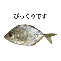 sakana A fish 4