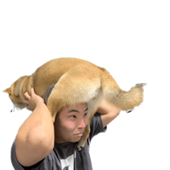 shiba wanko g