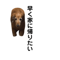 ichigo_20191115174059