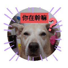 蔡妞妞