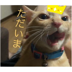 Mochi_20191115171444