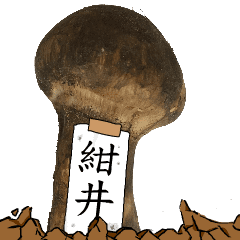 松茸研究家紺井さんのマツタケ