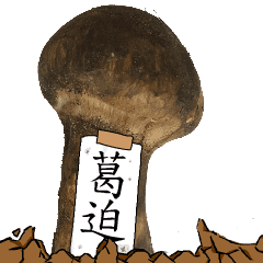 松茸研究家葛迫さんのマツタケ