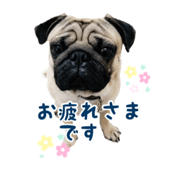 パグ太郎ファミリー(敬語も使えるよ) - LINE スタンプ | LINE STORE