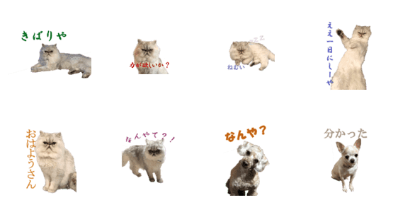 関西地域に住む犬と猫 Lineクリエイターズスタンプ Stamplist