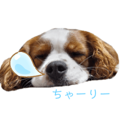 Charlie_20191116054428