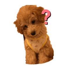 kurumi_20191115183258