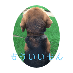 Kaito_20191116160837