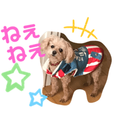 Ramu of the toy poodle 2