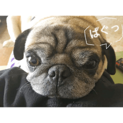 alice_20191116221612