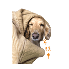 奶油臘腸狗～阿茶