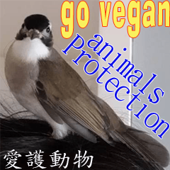 Vegan Bird