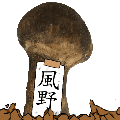 松茸研究家風野さんのマツタケ