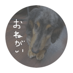 wankorosutanpu