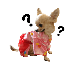 OcyamenaChiwawaCocochan