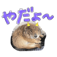 miwa_20191117163733