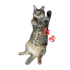 hima_20191117174603