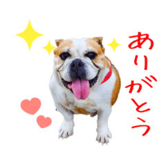 Copel-pork_20191117153709