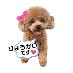 puku_20191117180511