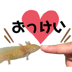 golden axolotl sticker
