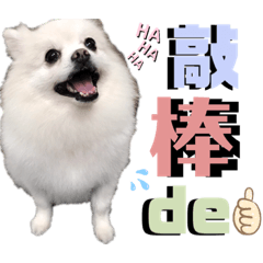 茶花典熱浪來襲
