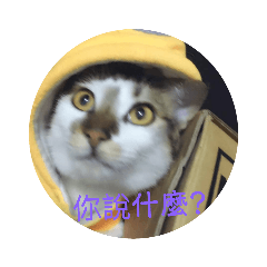 黑貓        .花貓