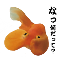 punipuni Goldfish
