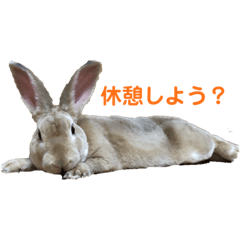 rabbit nagi stamps