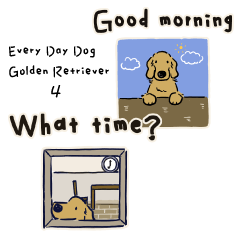 Every Day Dog Golden Retriever4