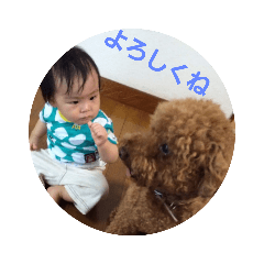 Toy poodle chocolate 8