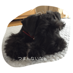 chiharu_20191118002508
