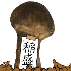 松茸研究家稲盛さんのマツタケ