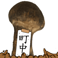 松茸研究家町中さんのマツタケ
