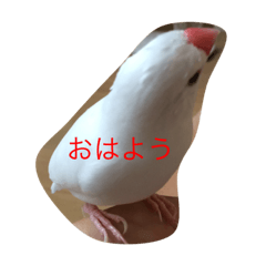 my Rice bird
