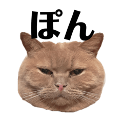 pon_20191119155024