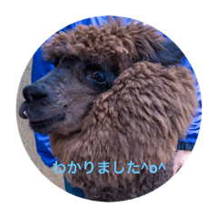 hatsukan_20191119103323